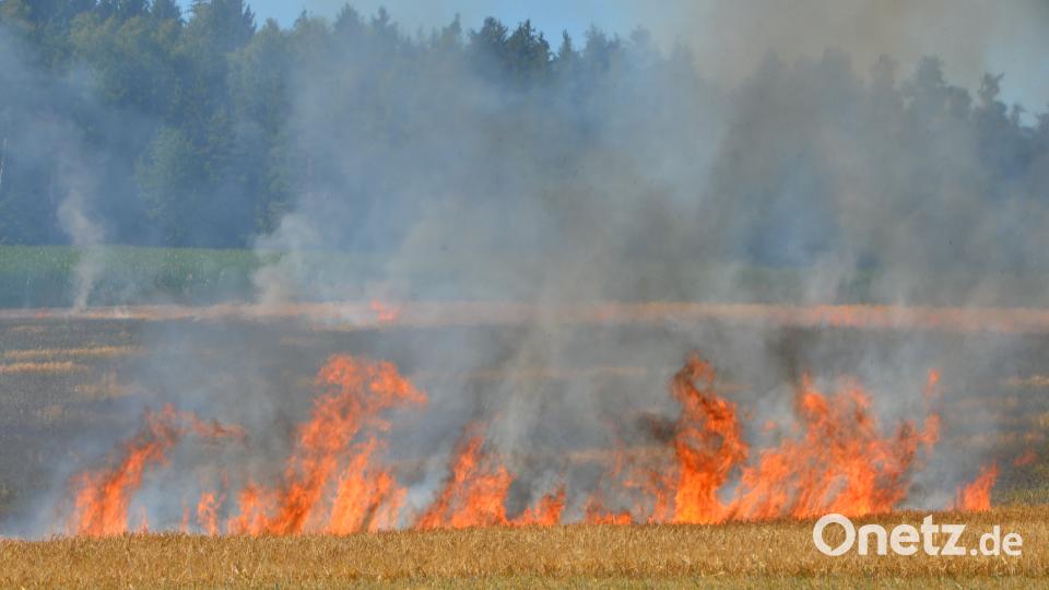 Laut knistern fressen sich die Flammen durch das Wintergestenfeld. dob