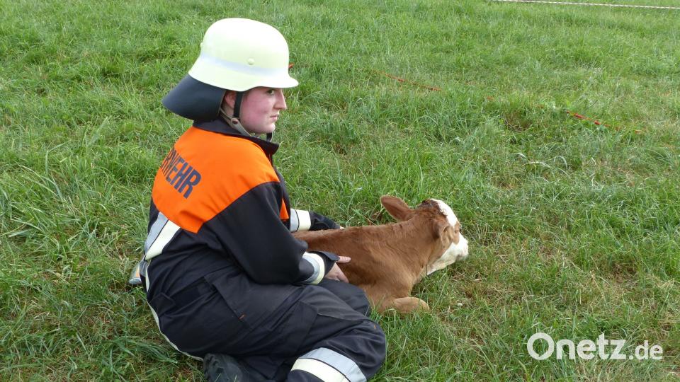 Rührend: Junge Feuerwehrler kümmerten sich um die verängstigten Kälbchen. Völkl