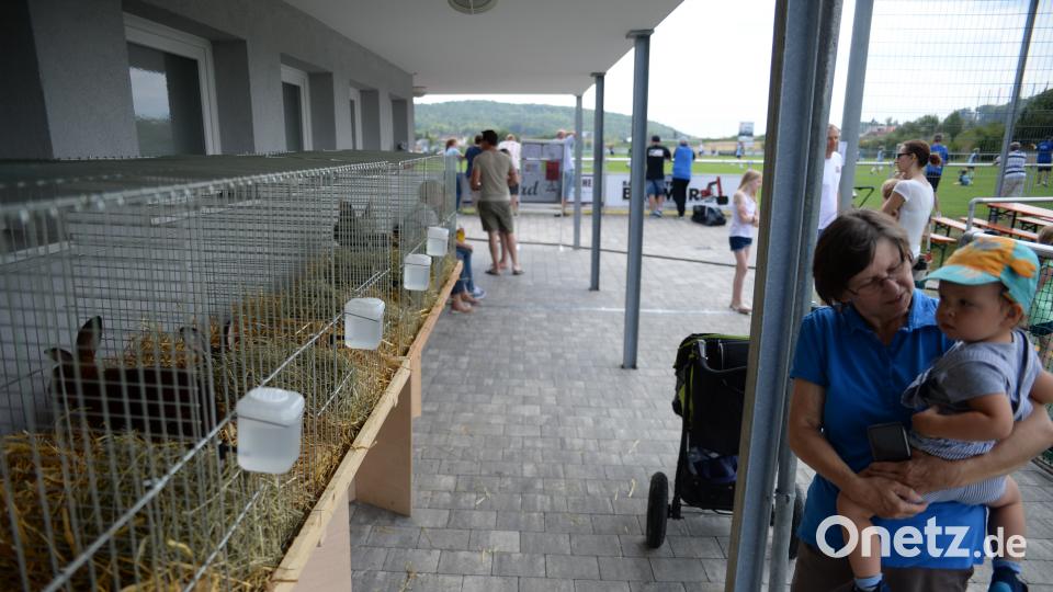 Hasen zum anfassen. brü