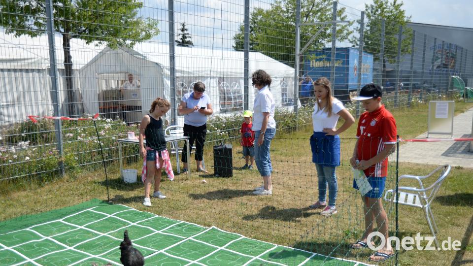 Beim Hühnerbingo. brü