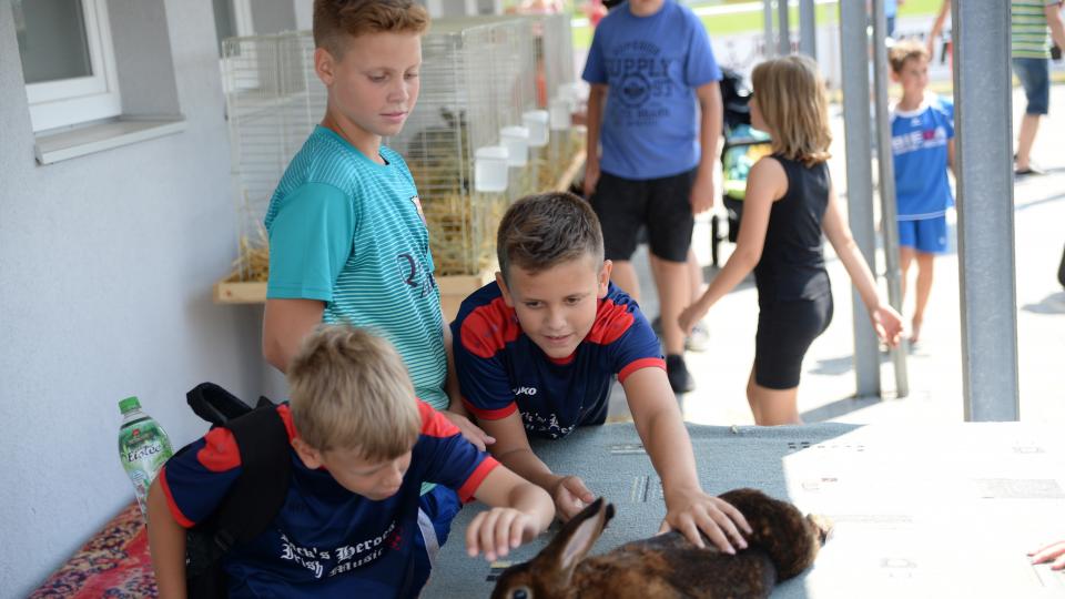 Kaninchenstreicheln. brü