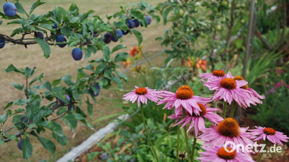 Garten der Familie Blab ptr