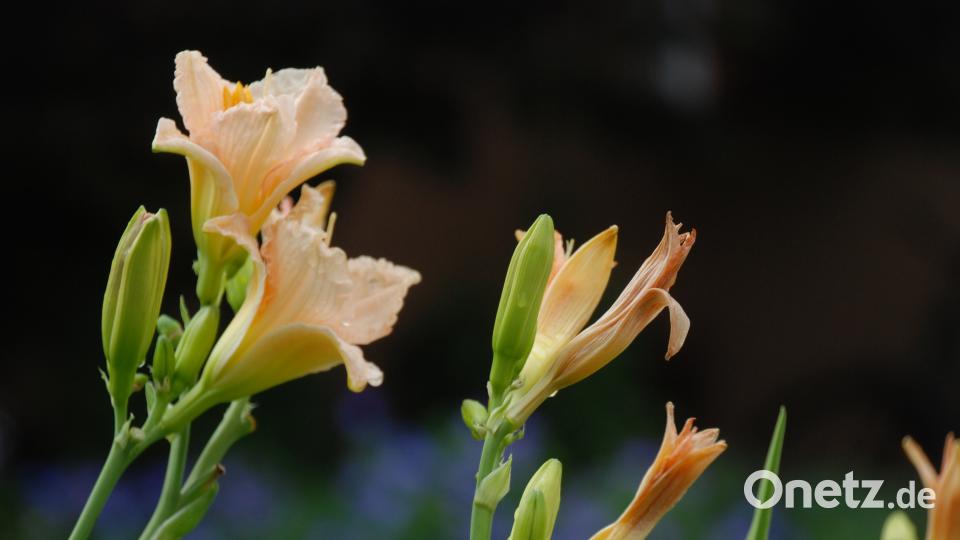 Garten der Familie Blab ptr