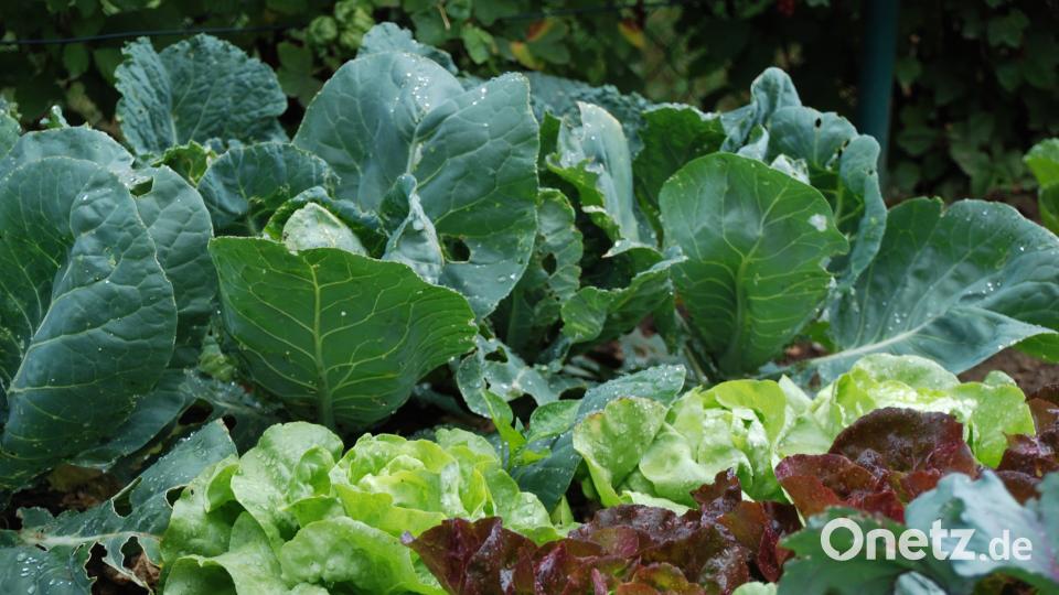 Garten der Familie Blab ptr