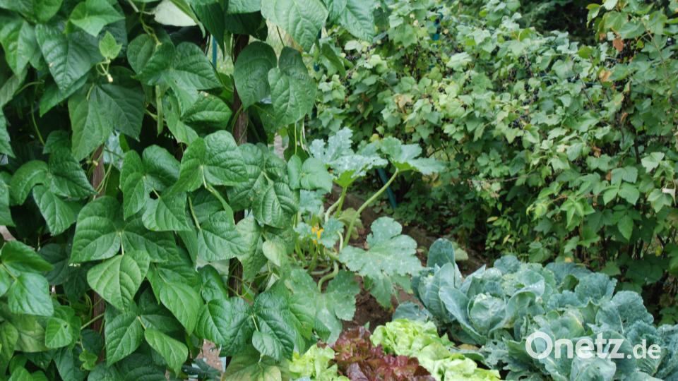 Garten der Familie Blab ptr