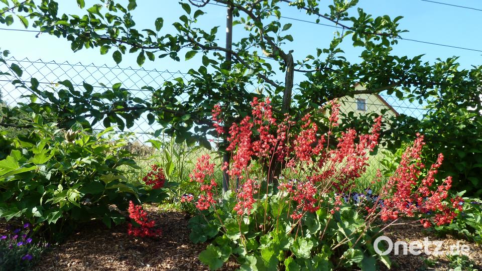 Garten der Familie Blab ptr