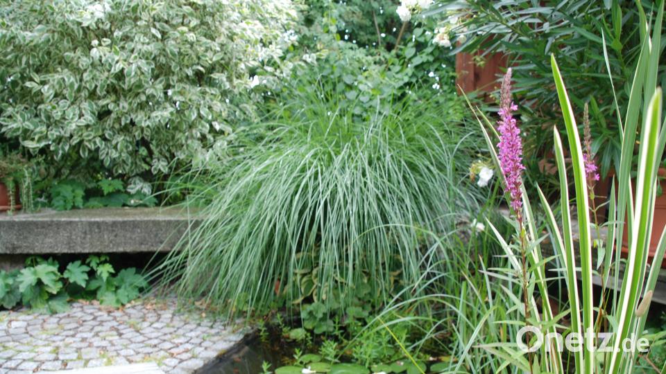 Garten der Familie Blab ptr