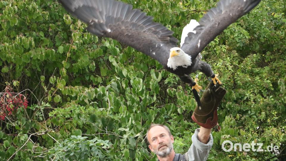Die Falknergruppe "Penthea" schickte auch einen stolzen Weißkopfseeadler auf Rundflug über den Stadtpark. mp
