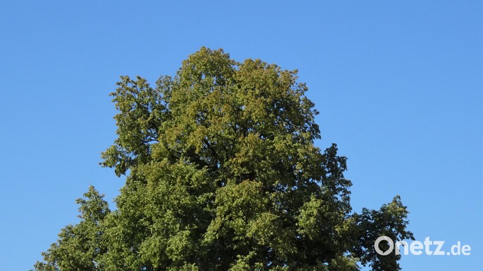 Mit dem Radl zum Bergfest: Rund um Hahnbach zum Frohnberg. Robert Stammler