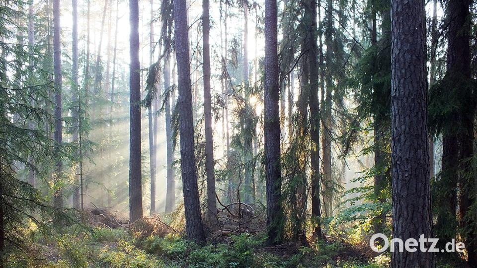 Rinnl- Wanderung mit Wanderführer Michael Rückl zum Ringelfelsen. plym