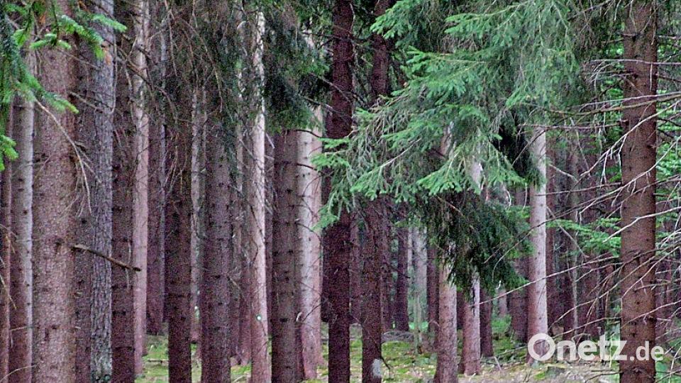 Rinnlwanderung mit Wanderführer Rückl plym