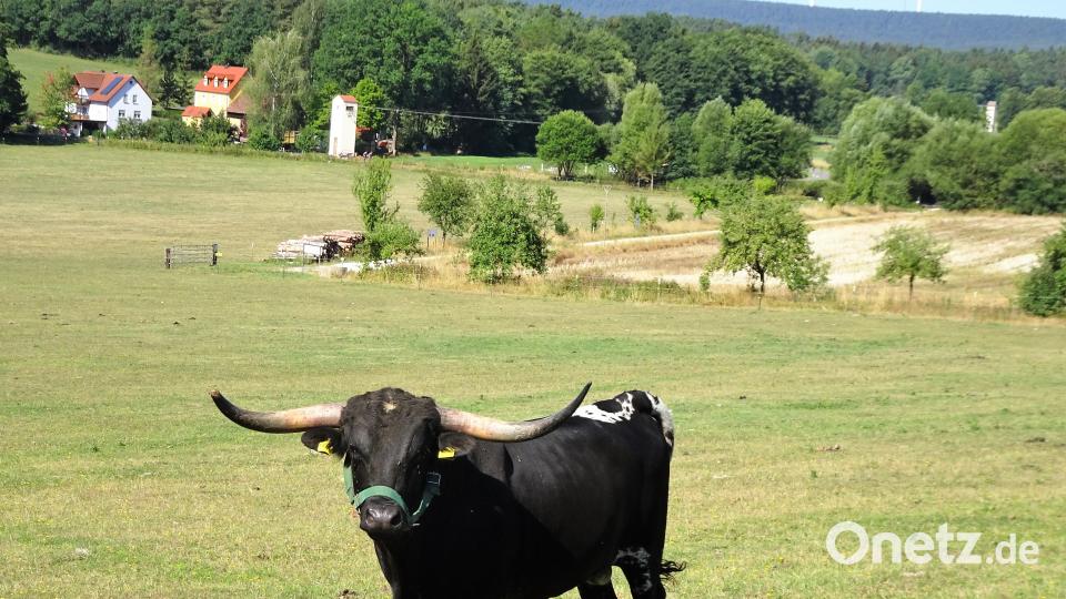 Mit dem Radl zum Bergfest: Rund um Hahnbach zum Frohnberg. Robert Stammler