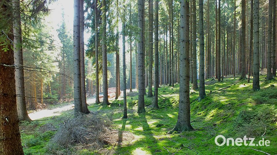 Rinnl- Wanderung mit Wanderführer Michael Rückl zum Ringelfelsen. plym