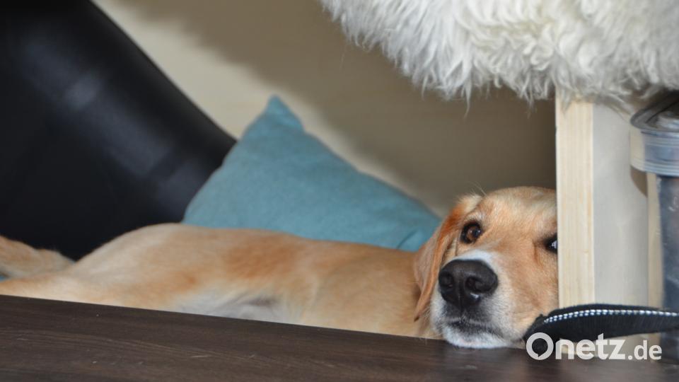 Seppi genießt das Oberpfalzfestival in Tännesberg im Campingbus seines Herrchens Tim Wilhelm, Leadsänger bei der &quot;Münchner Freiheit&quot;. dob