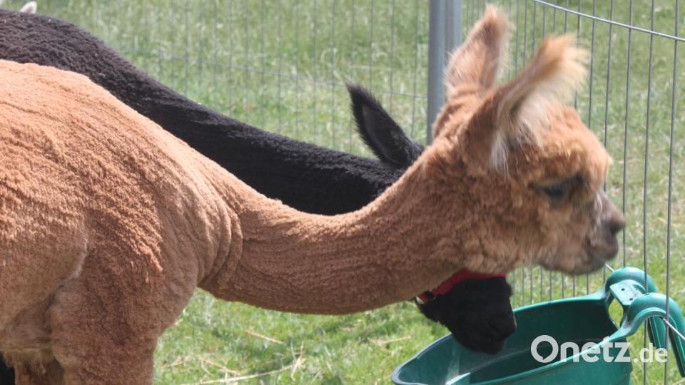 Alpakas in der Oberpfalz olr