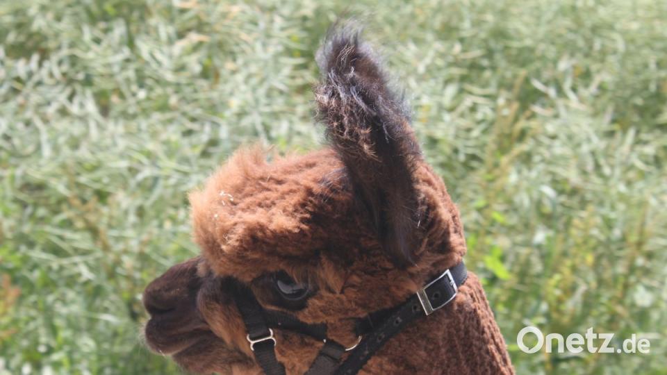 Alpakas in der Oberpfalz olr