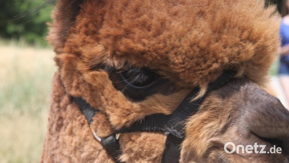 Alpakas in der Oberpfalz olr