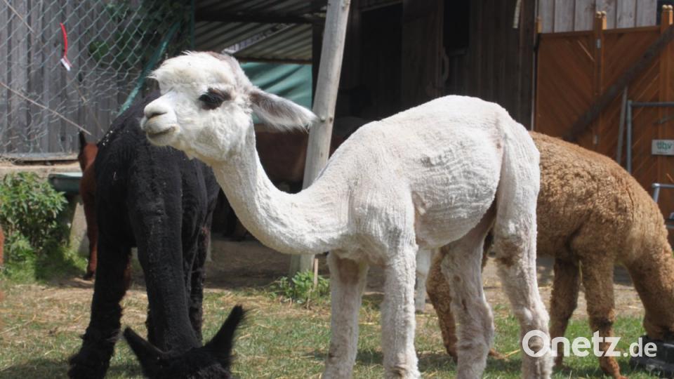 Alpakas in der Oberpfalz olr