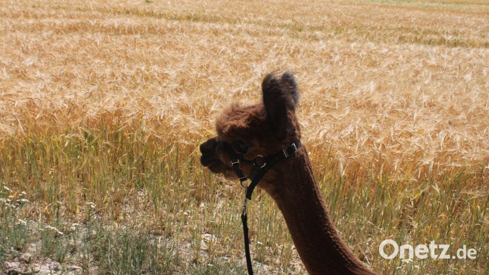 Alpakas in der Oberpfalz olr