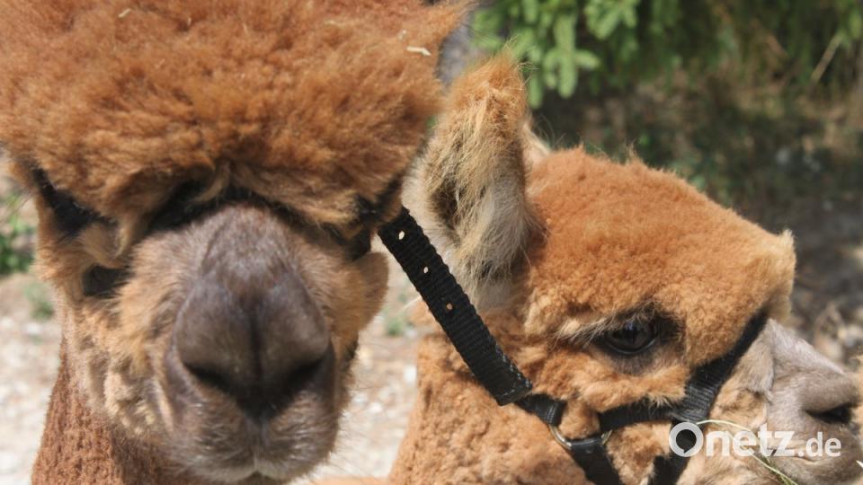 Alpakas in der Oberpfalz olr