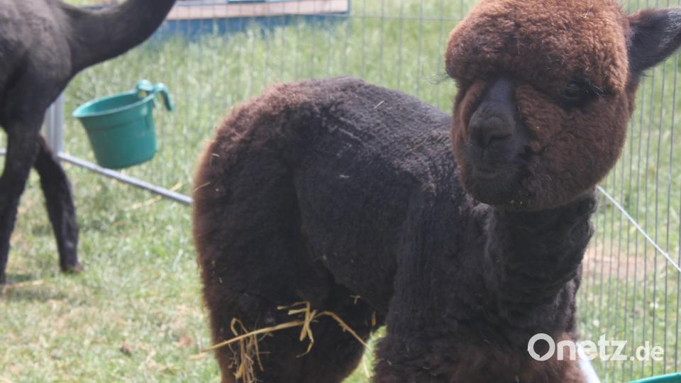 Alpakas in der Oberpfalz olr