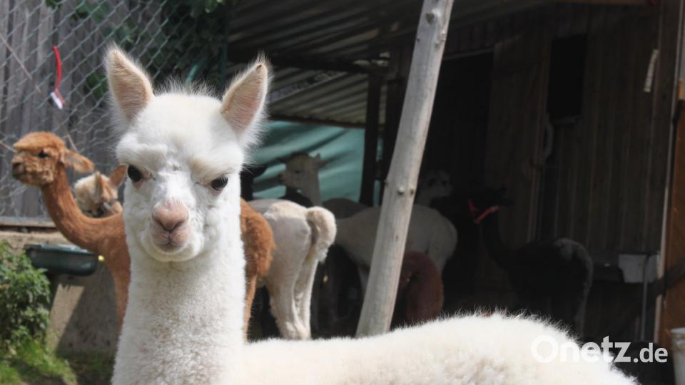 Alpakas in der Oberpfalz olr