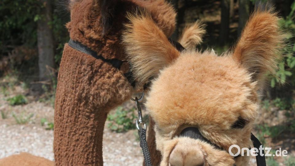 Alpakas in der Oberpfalz olr