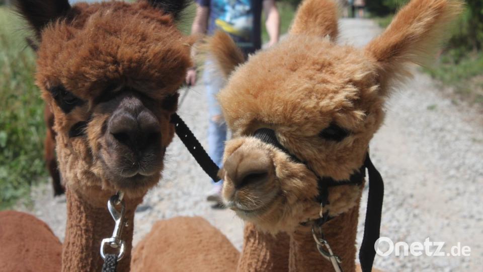 Alpakas in der Oberpfalz olr
