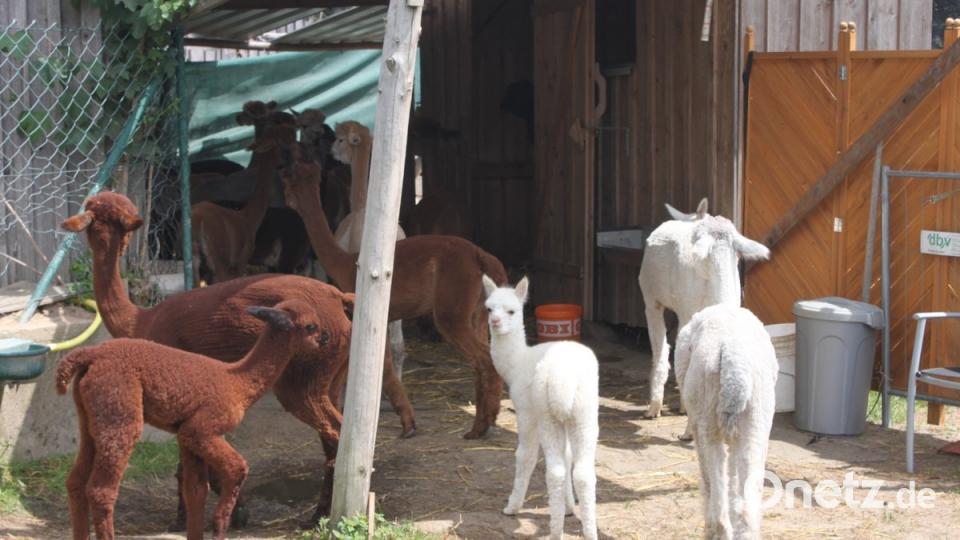 Alpakas in der Oberpfalz olr