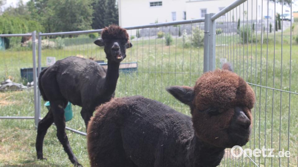 Alpakas in der Oberpfalz olr