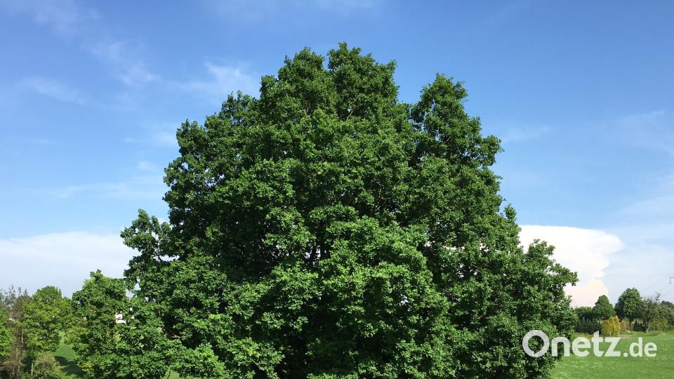 Baum-Schönling aus Haselmühl. Margit Köpnick