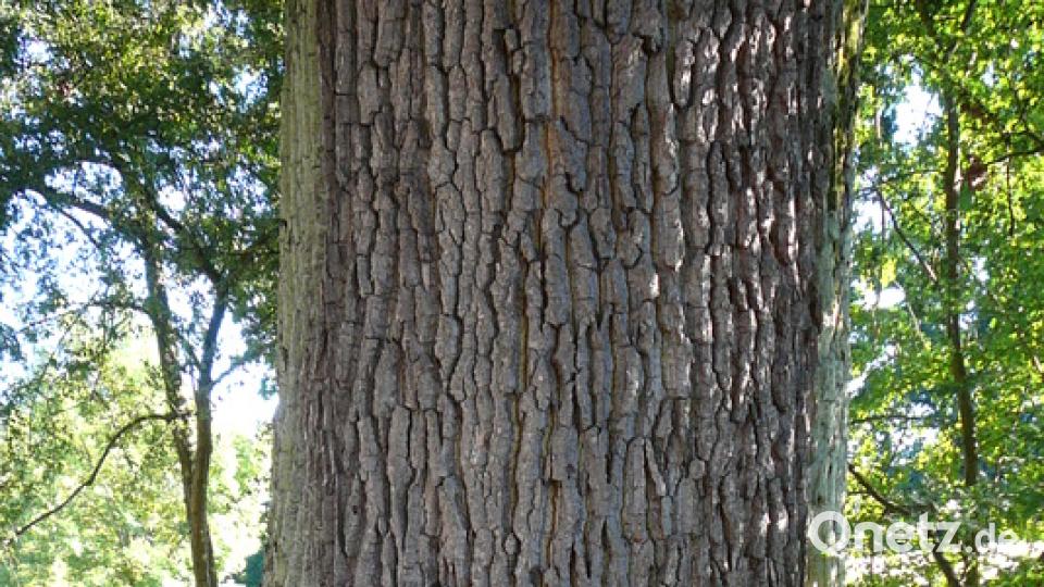 Der Größenvergleich macht erst die Dimension deutlich: Ein Baumriese am Stadtweiher in Sulzbach-Rosenberg. Gottfried Geih