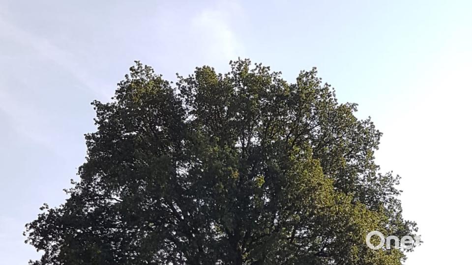 In Schlicht steht dieser schöne alte Baum Christian Saazer