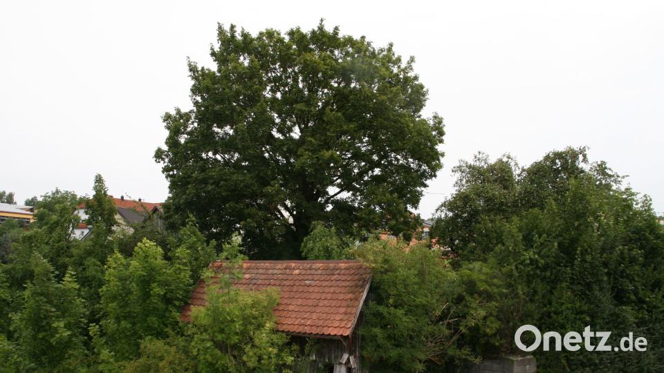 Ein richtig schöner "Prackl" von Baum in Rieden. Josef Auer