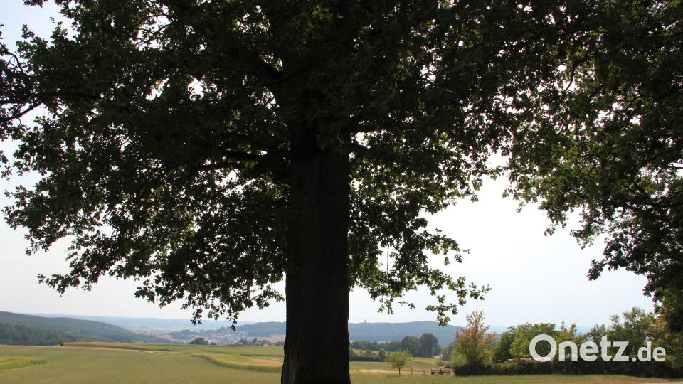In Aschach beim Wasserbehälter steht diese uralte Eiche. Uli Piehler