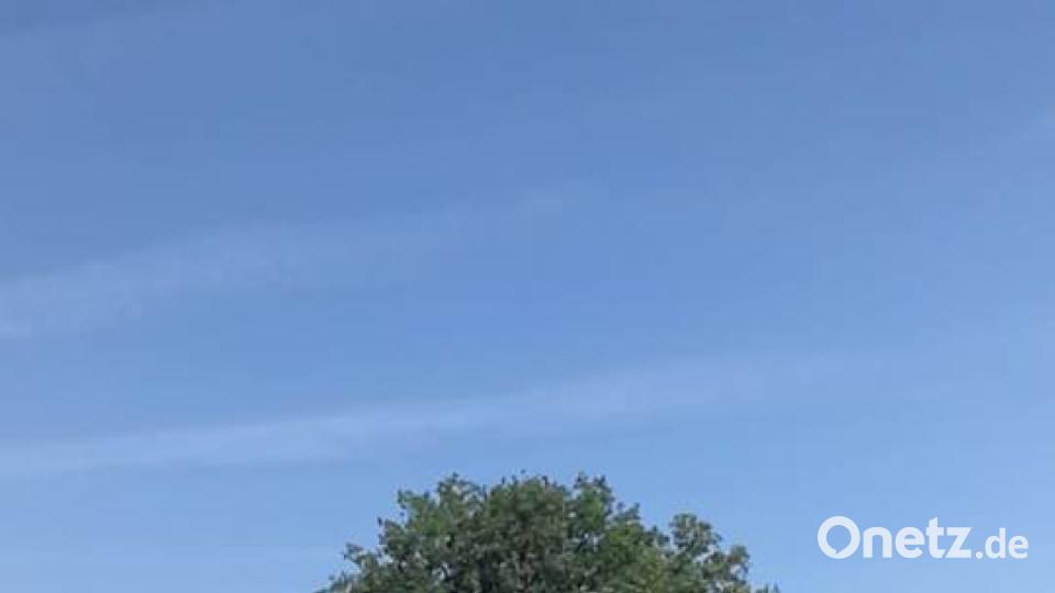 Baumriese in Gailoh. Maria Ullmann