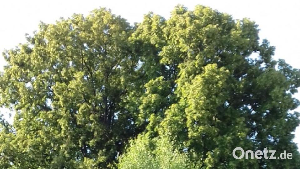 Diese Linde schmückt ein Grundstück in Kümmersbruck. Peter Metz