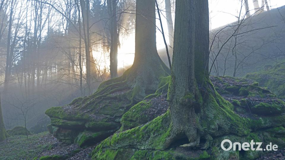 Wurzelwerk zweier alter Baumriesen bei Höhengau in der Morgensonne. Günter Moser