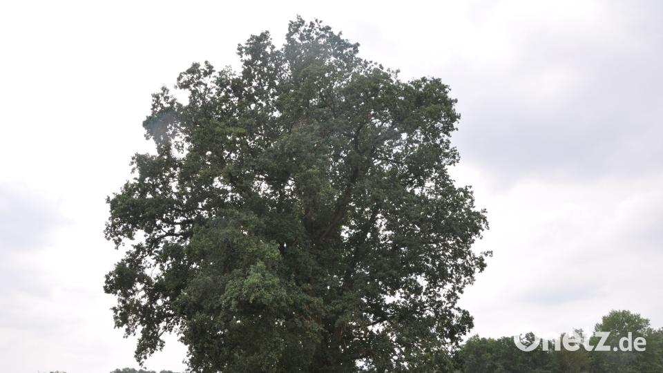 Baumriese in Neubernricht. Hans Plössl