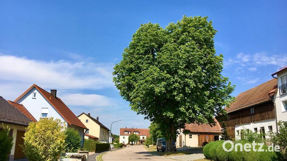 Ein Ort, wie geschaffen für Baumriesen: Siebeneichen. Elisabeth Steger