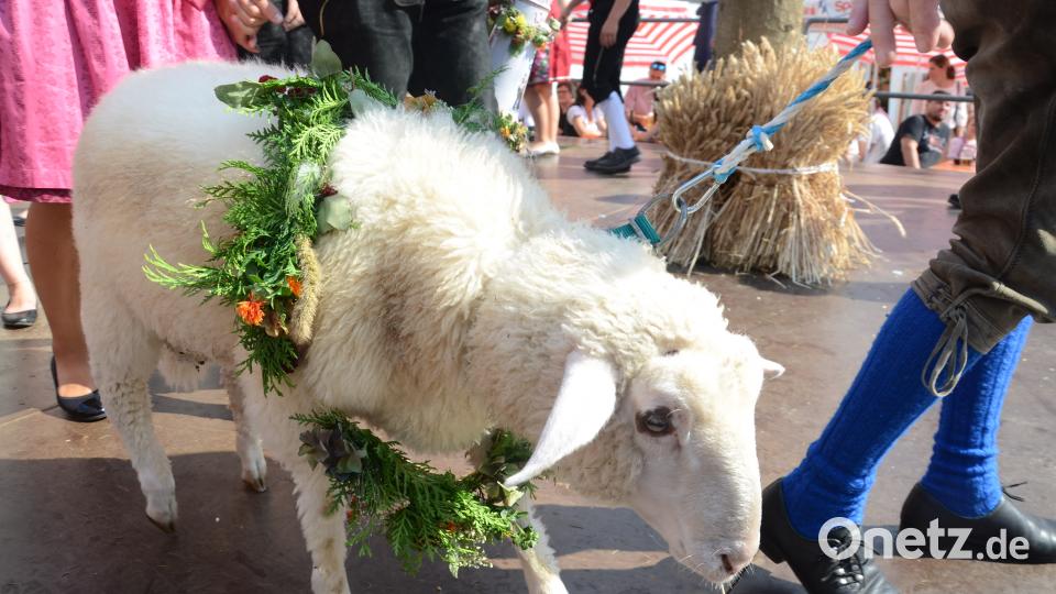 Sulzbach feiert zünftige Woizkirwa in der Sulzbacher Altstadt. mag