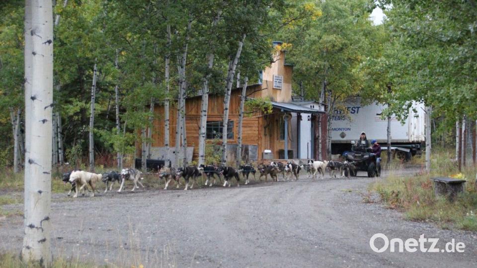 Unterwegs mit 18 Huskys Bild: Praschel