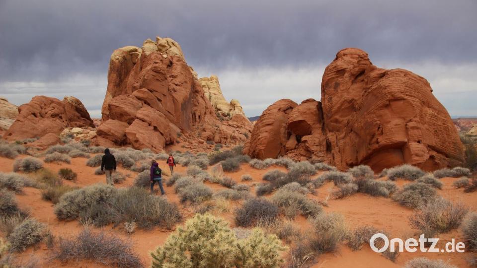 Wandern im Valley of Fire. Mit dem Schulbus in die Wildnis Bild: Praschel