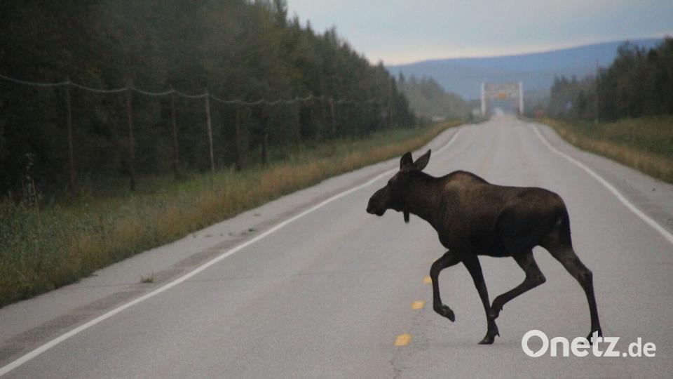 Elch: Mit dem Schulbus in die Wildnis Bild: Praschel