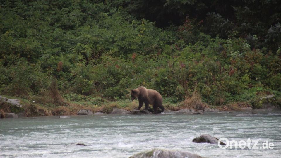 Ein Grizzly. Mit dem Schulbus in die Wildnis Bild: Praschel