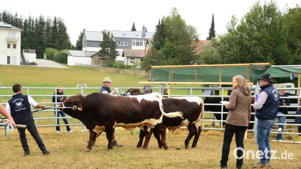 Impressionen von der Bayerischen Landestierschau des Fleischrinderverbands Bayern in Moosbach. Bild: bey