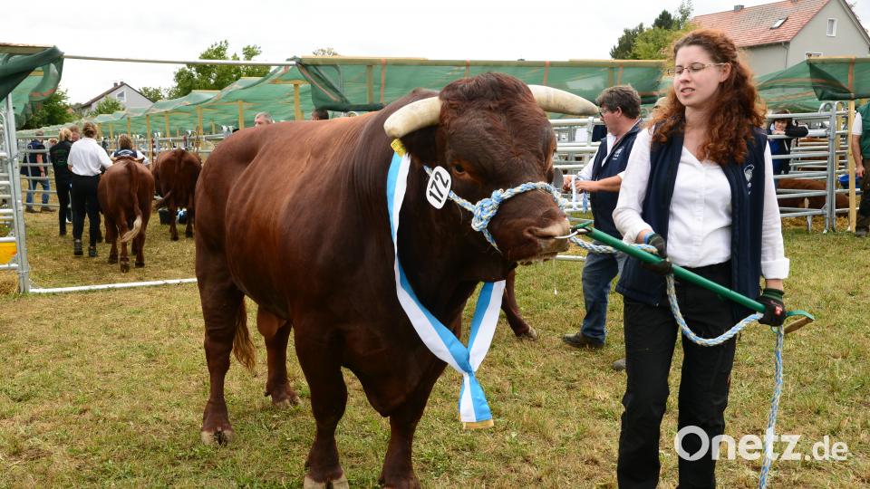 Impressionen von der Bayerischen Landestierschau des Fleischrinderverbands Bayern in Moosbach. Bild: bey
