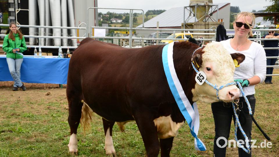 Impressionen von der Bayerischen Landestierschau des Fleischrinderverbands Bayern in Moosbach. Bild: bey