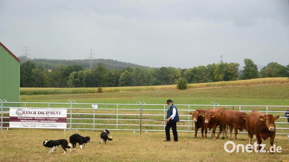 Impressionen von der Bayerischen Landestierschau des Fleischrinderverbands Bayern in Moosbach. Bild: bey