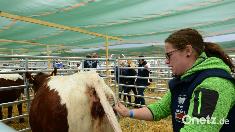 Impressionen von der Bayerischen Landestierschau des Fleischrinderverbands Bayern in Moosbach. Bild: bey